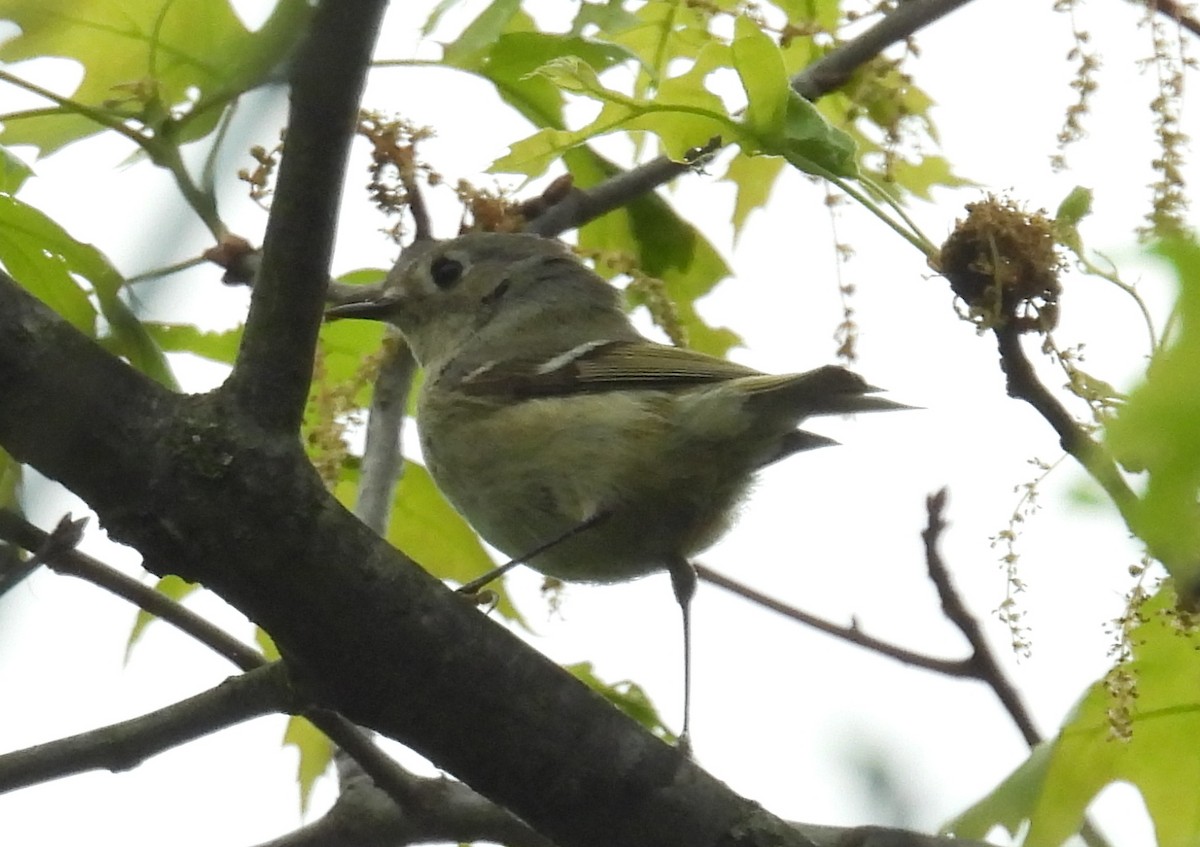 Ruby-crowned Kinglet - ML634741635