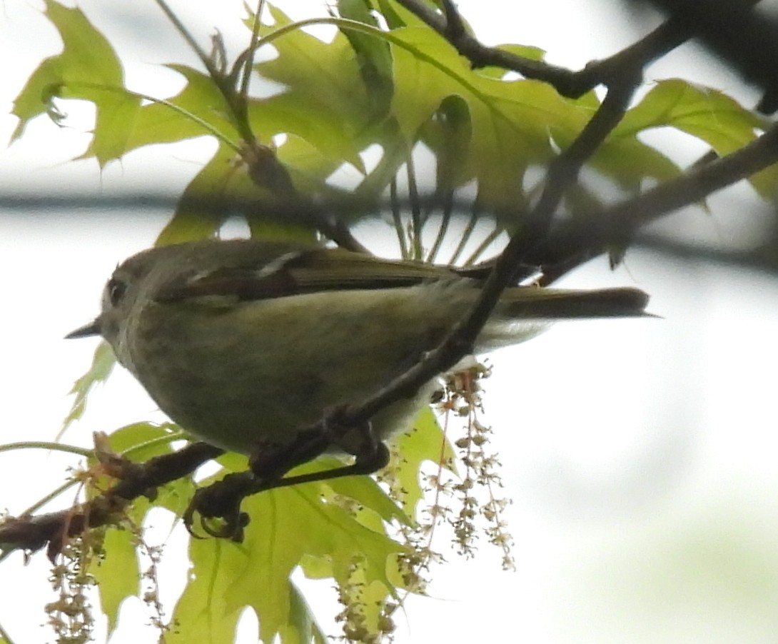 Ruby-crowned Kinglet - ML634741636