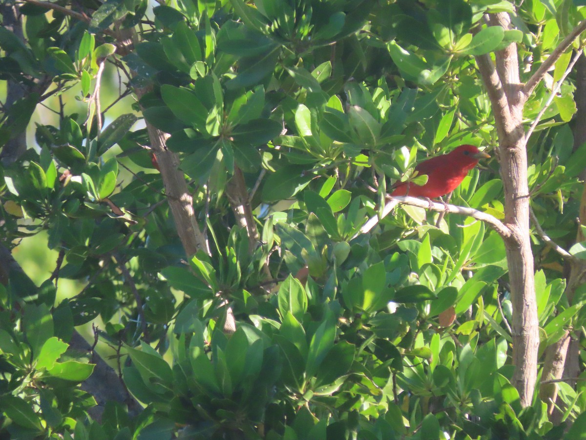 Summer Tanager - ML634741657