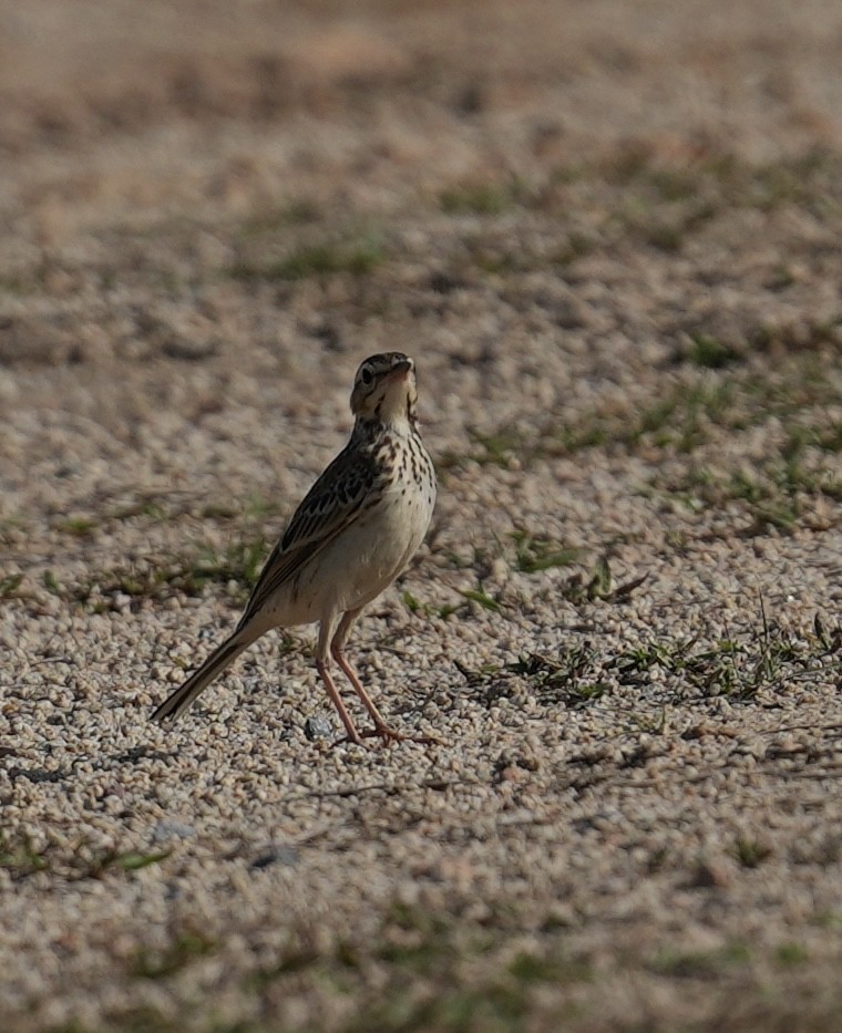 Paddyfield Pipit - ML634741707