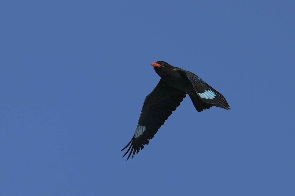 Dollarbird - ML634741743