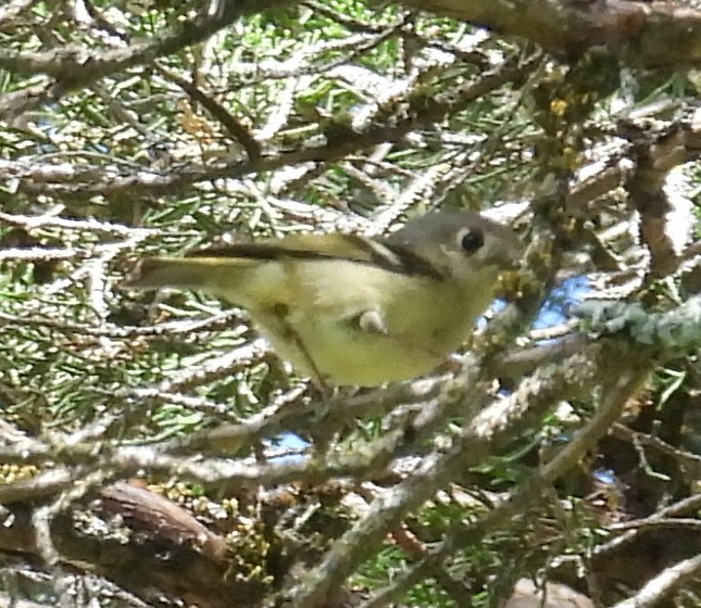 Ruby-crowned Kinglet - ML634741751