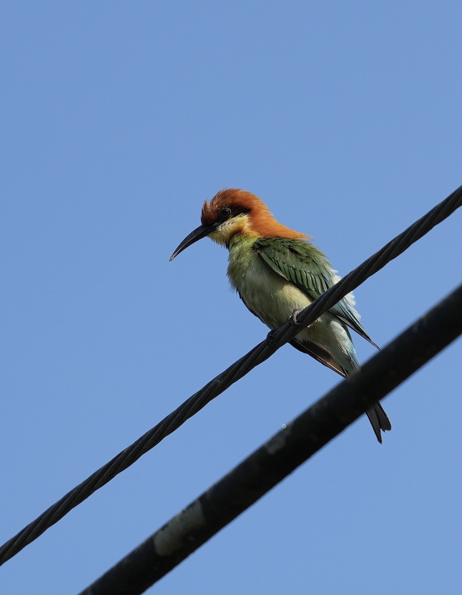 Chestnut-headed Bee-eater - ML634741801