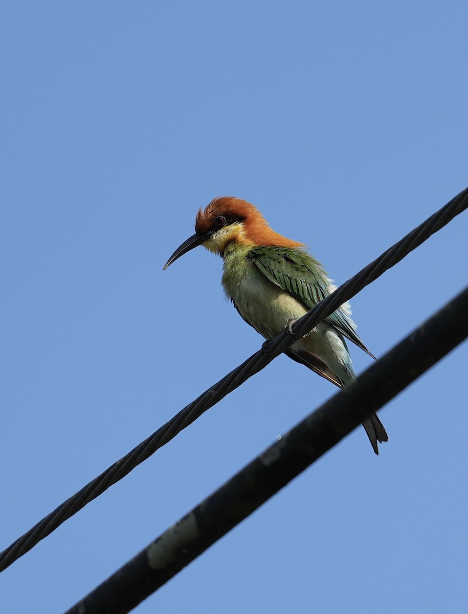 Chestnut-headed Bee-eater - ML634741802