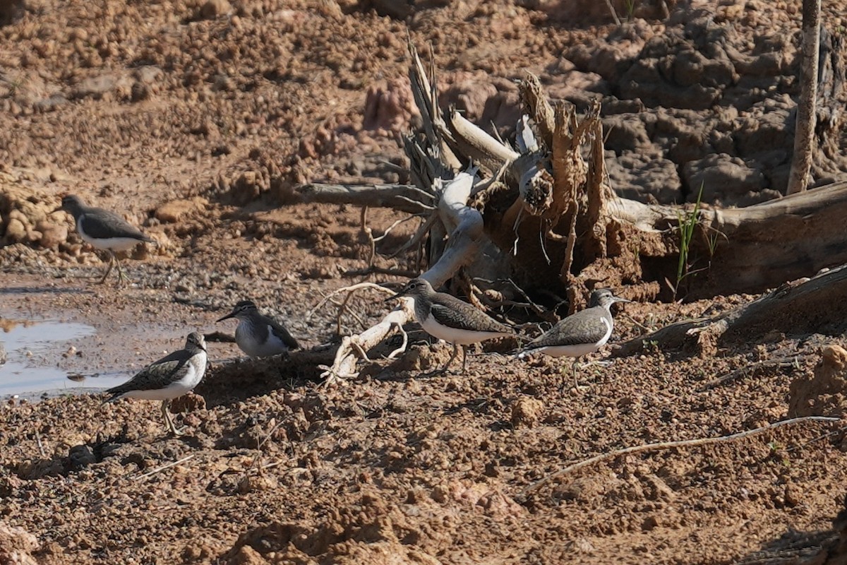Common Sandpiper - ML634741839