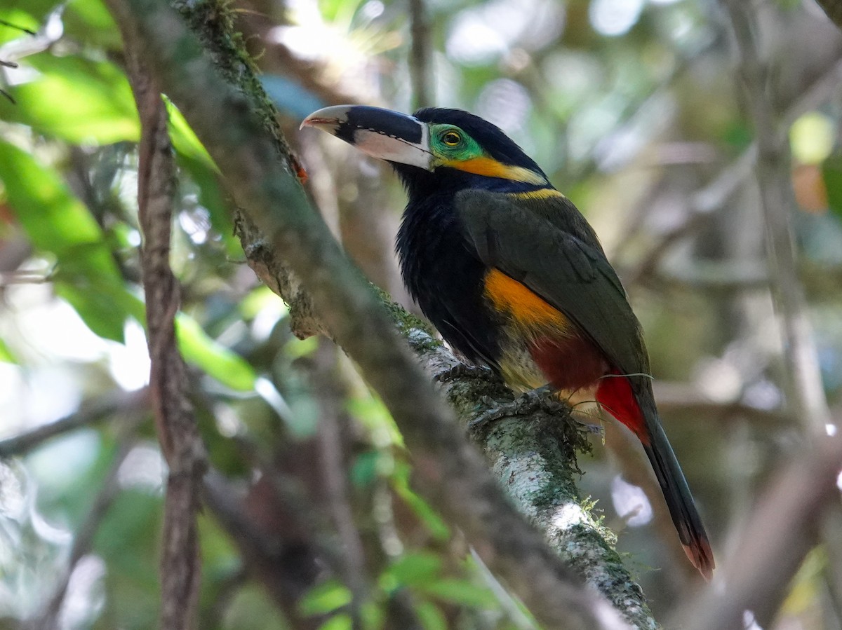 Gould's Toucanet - ML634741871