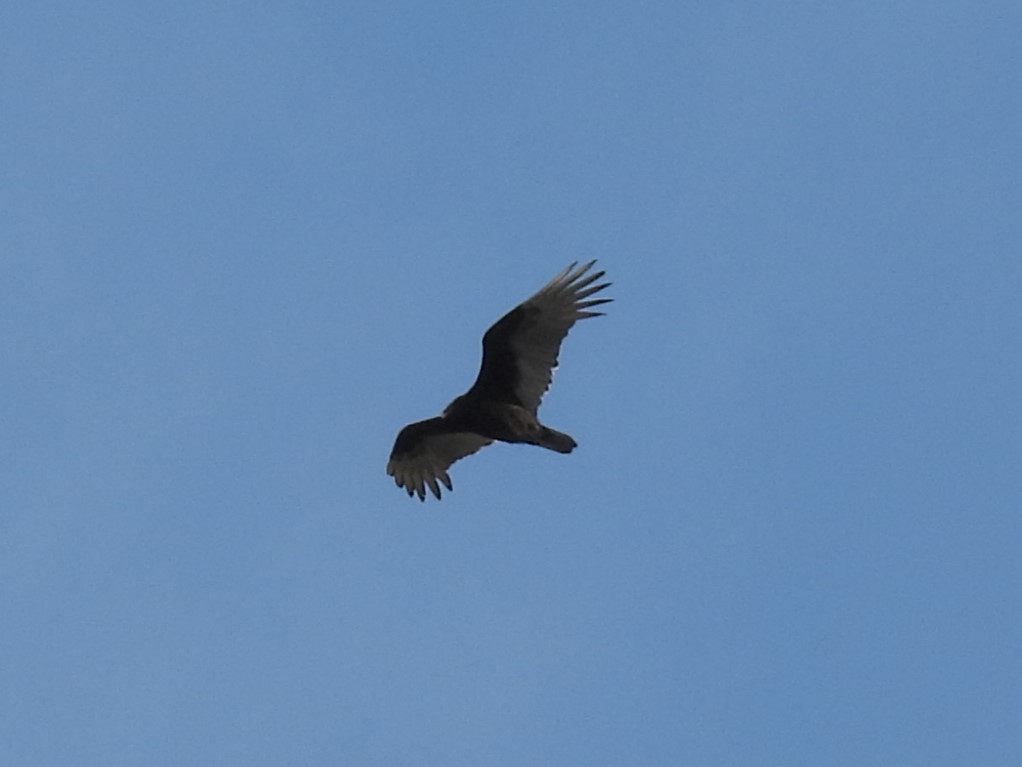 Turkey Vulture - ML634741886