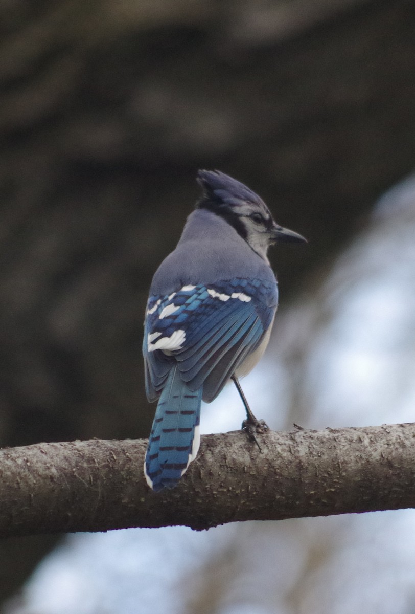 Blue Jay - ML634742028