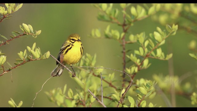 Prairie Warbler - ML634742031