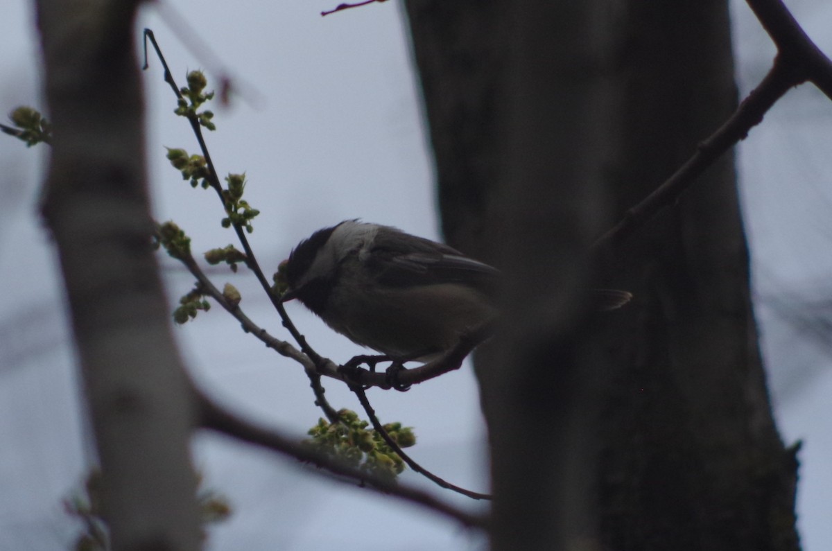 Black-capped Chickadee - ML634742032