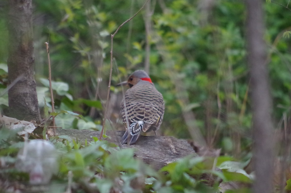 Northern Flicker - ML634742037