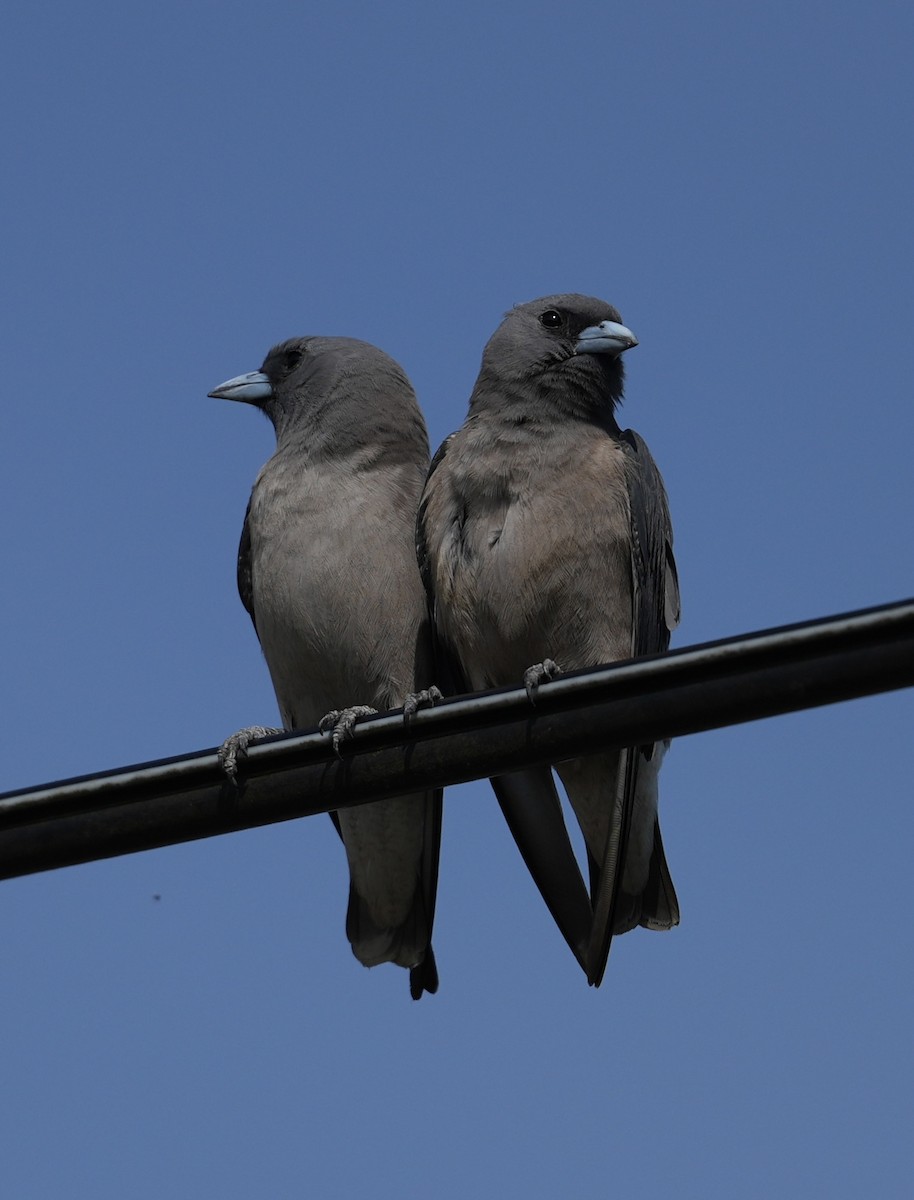 Ashy Woodswallow - ML634742040