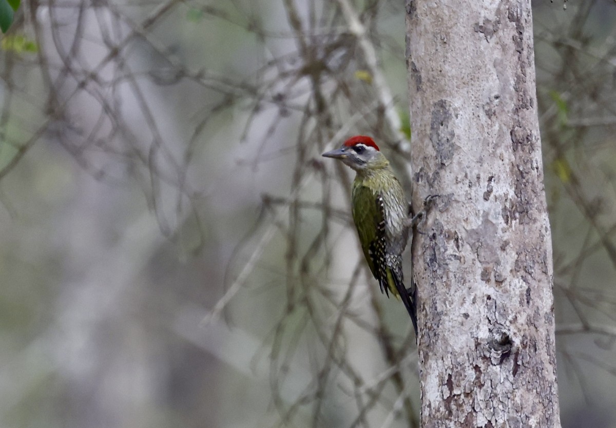 Streak-throated Woodpecker - ML634742054