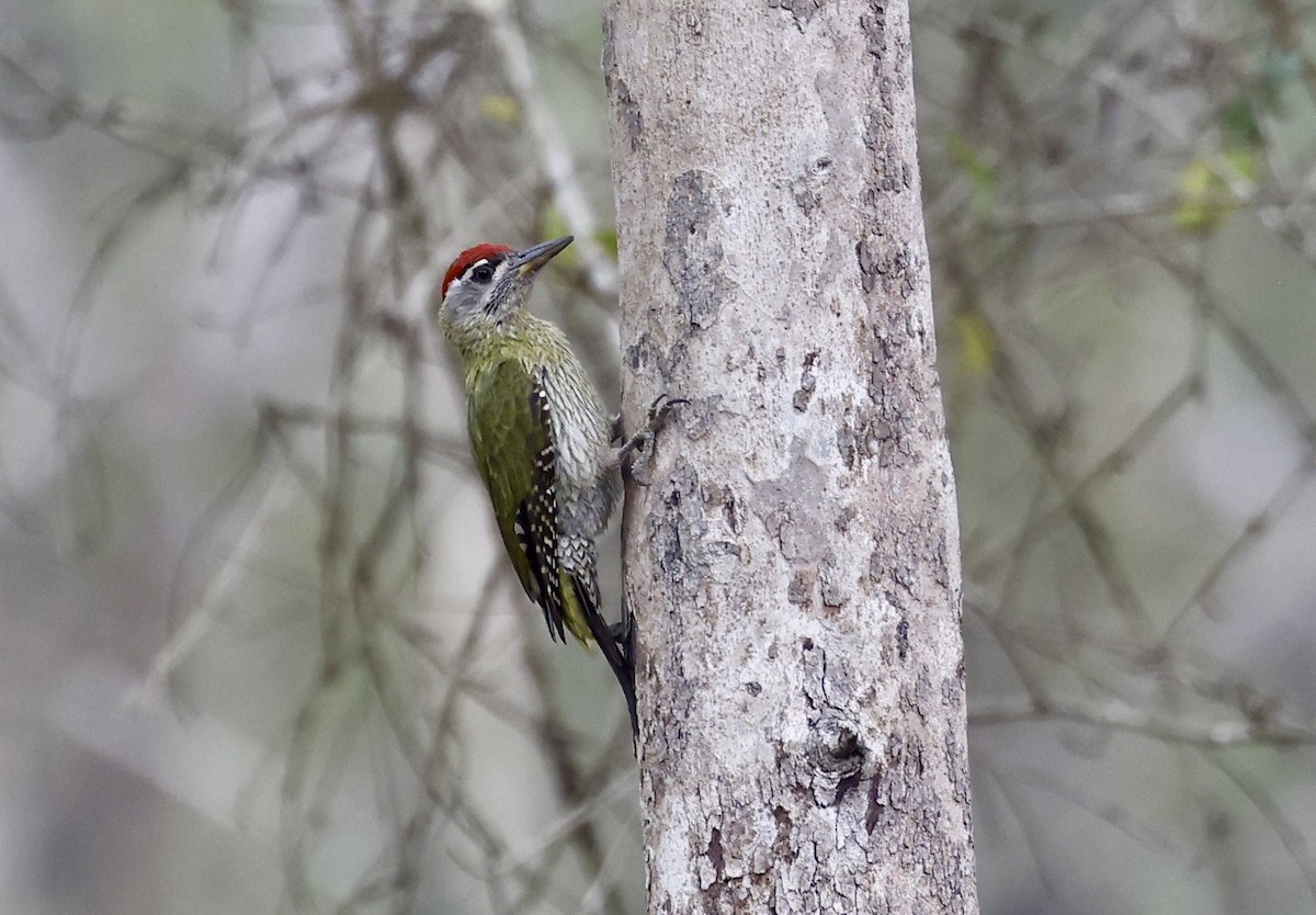 Streak-throated Woodpecker - ML634742056