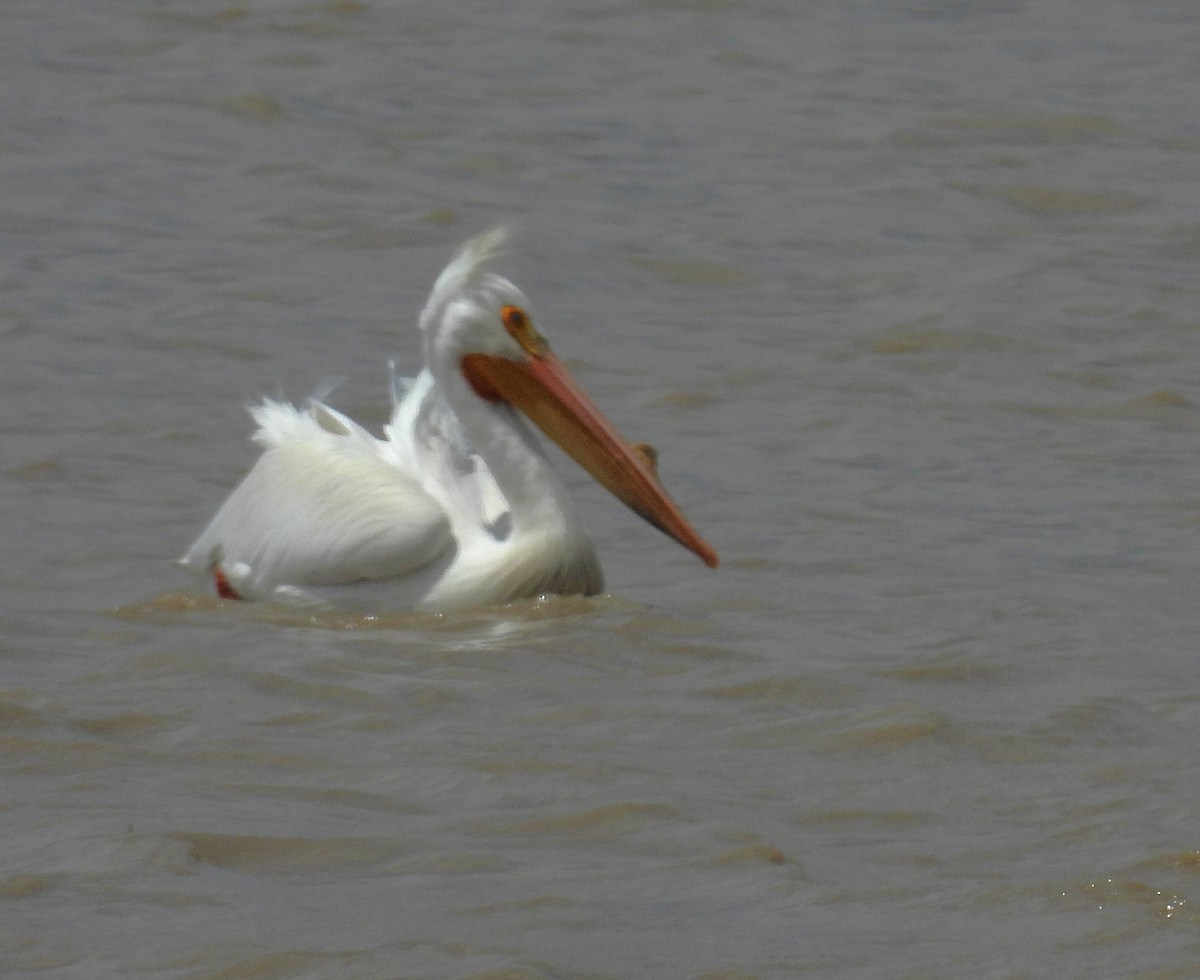 American White Pelican - ML634742080