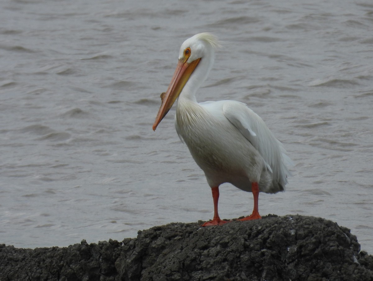 American White Pelican - ML634742082