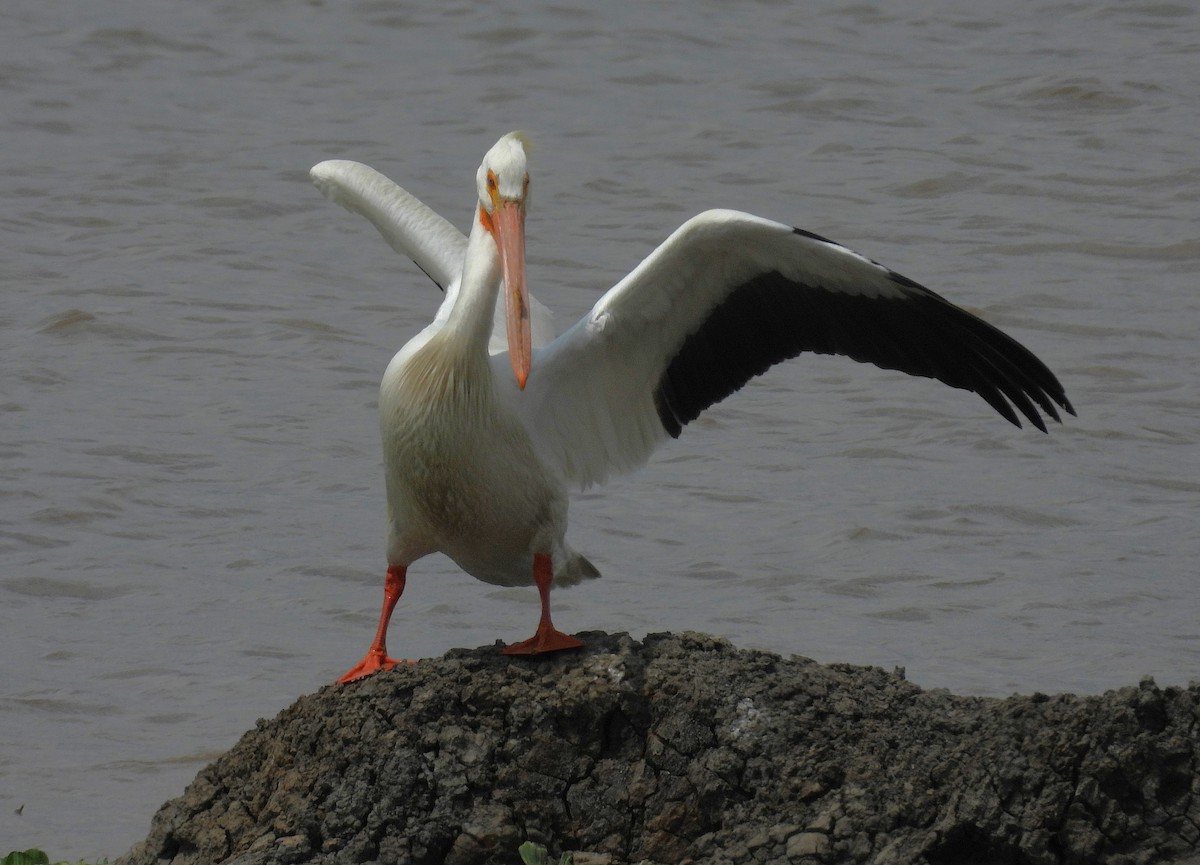 American White Pelican - ML634742083
