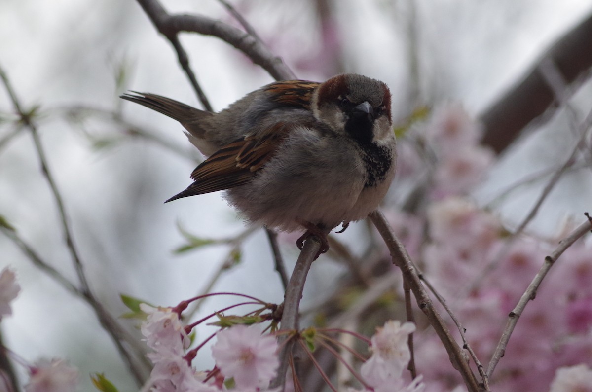 House Sparrow - ML634742106