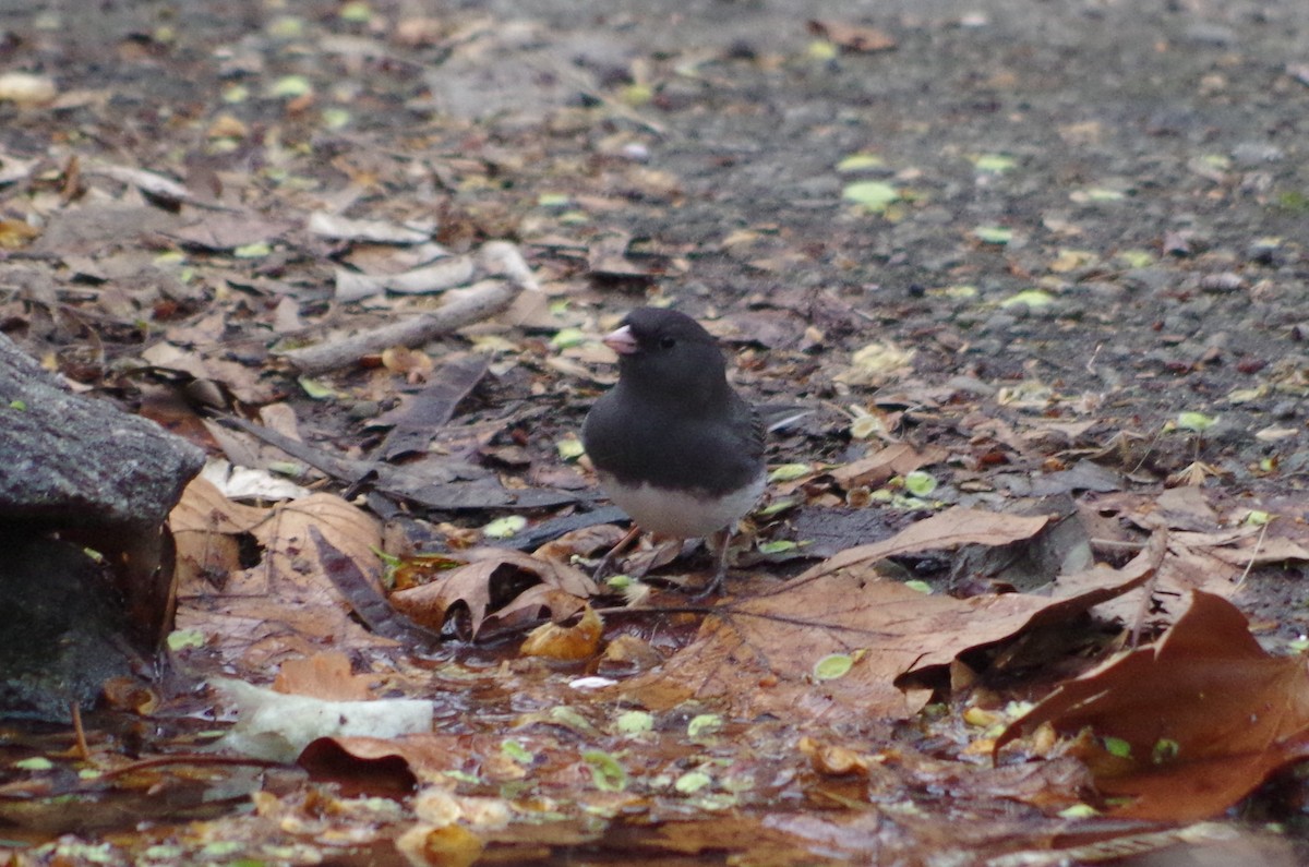 Dark-eyed Junco - ML634742117
