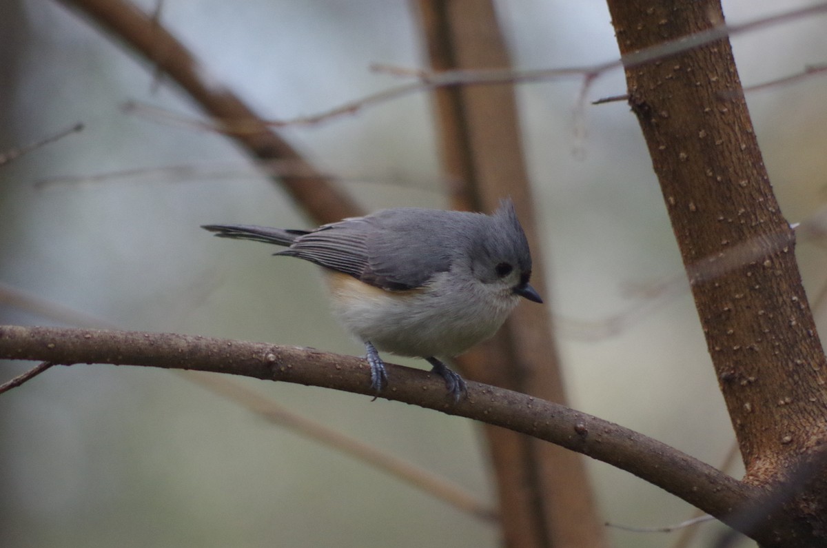 Tufted Titmouse - ML634742125