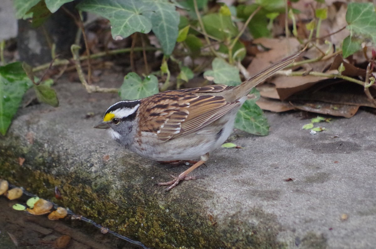 White-throated Sparrow - ML634742135