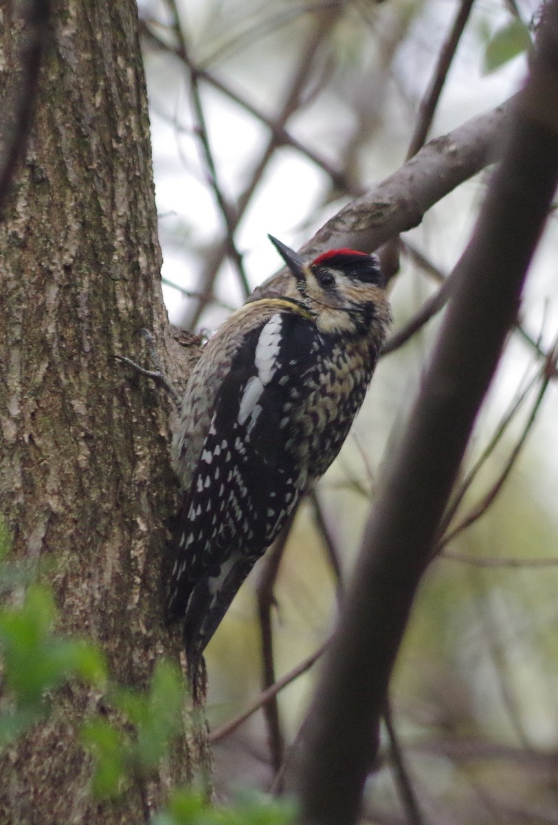 Yellow-bellied Sapsucker - ML634742150