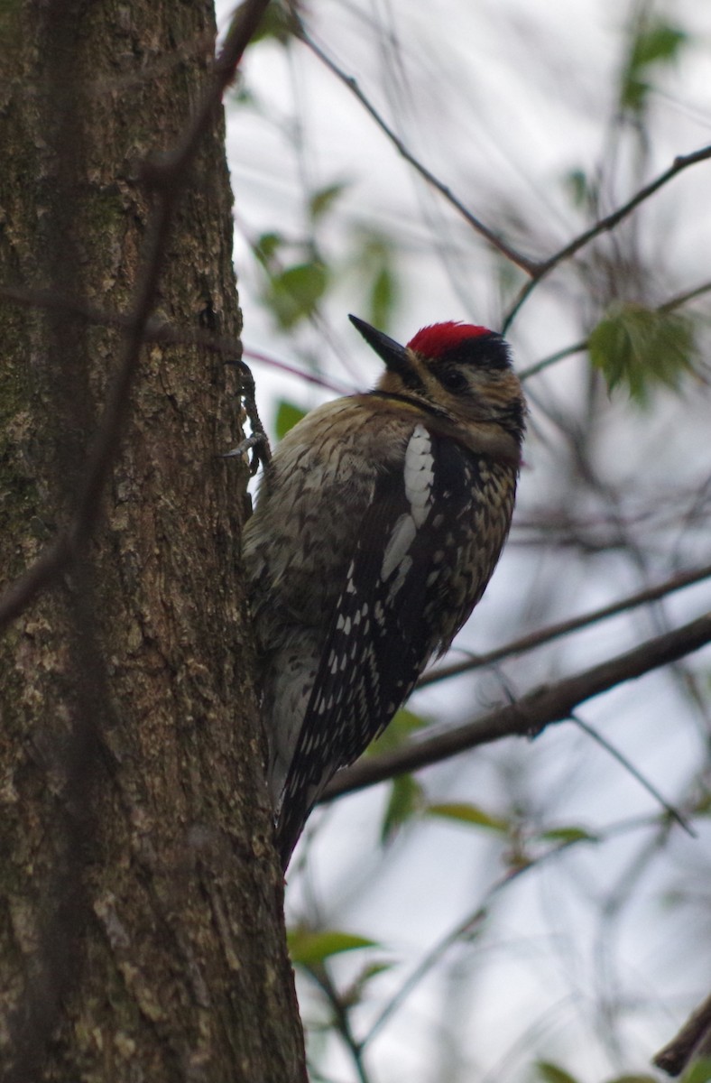 Yellow-bellied Sapsucker - ML634742151