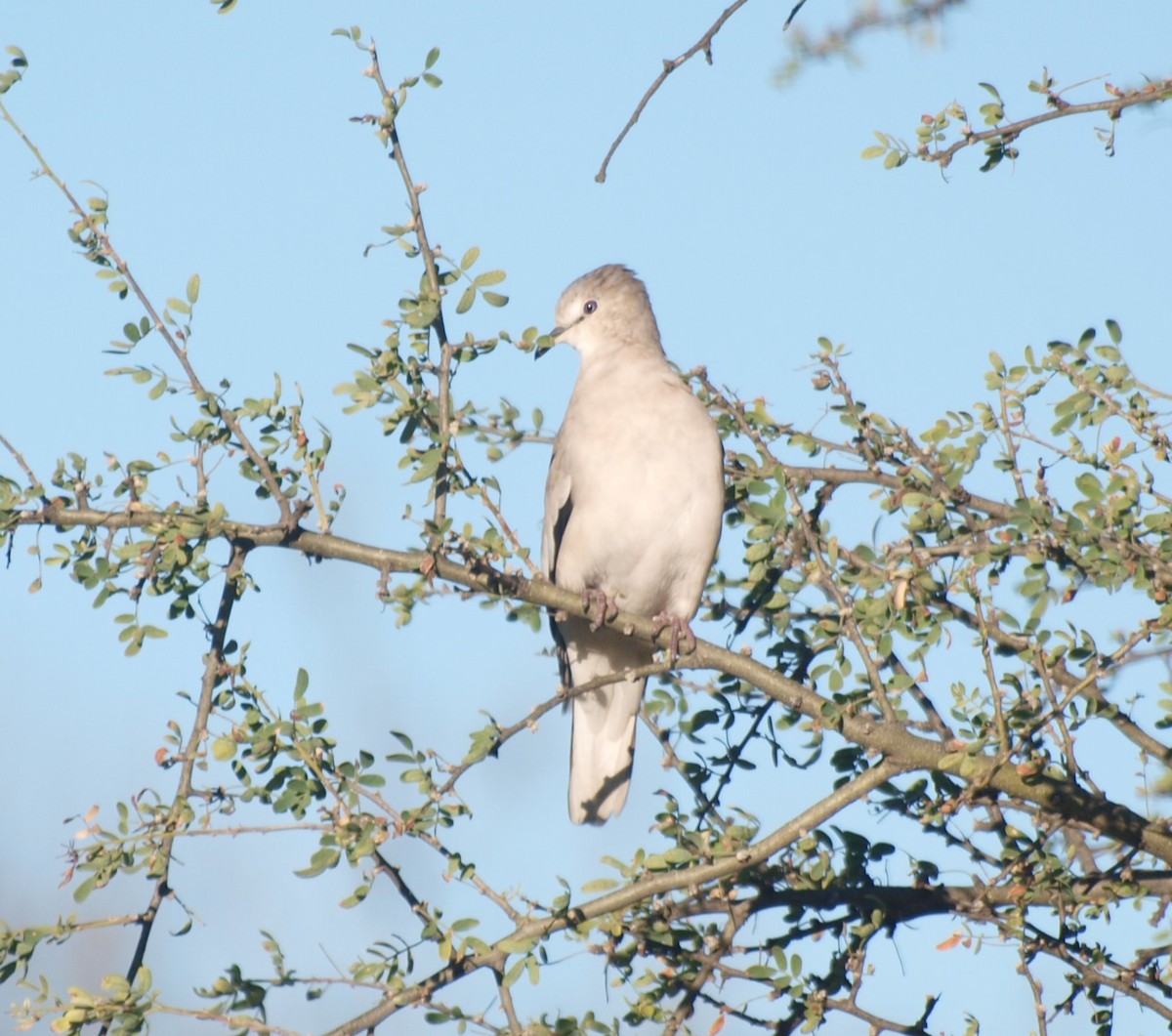 Picui Ground Dove - ML634742186