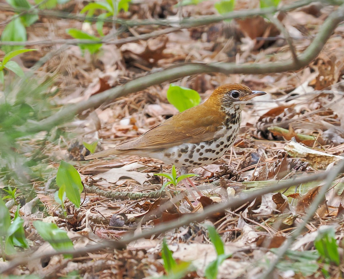 flekkskogtrost - ML634742242