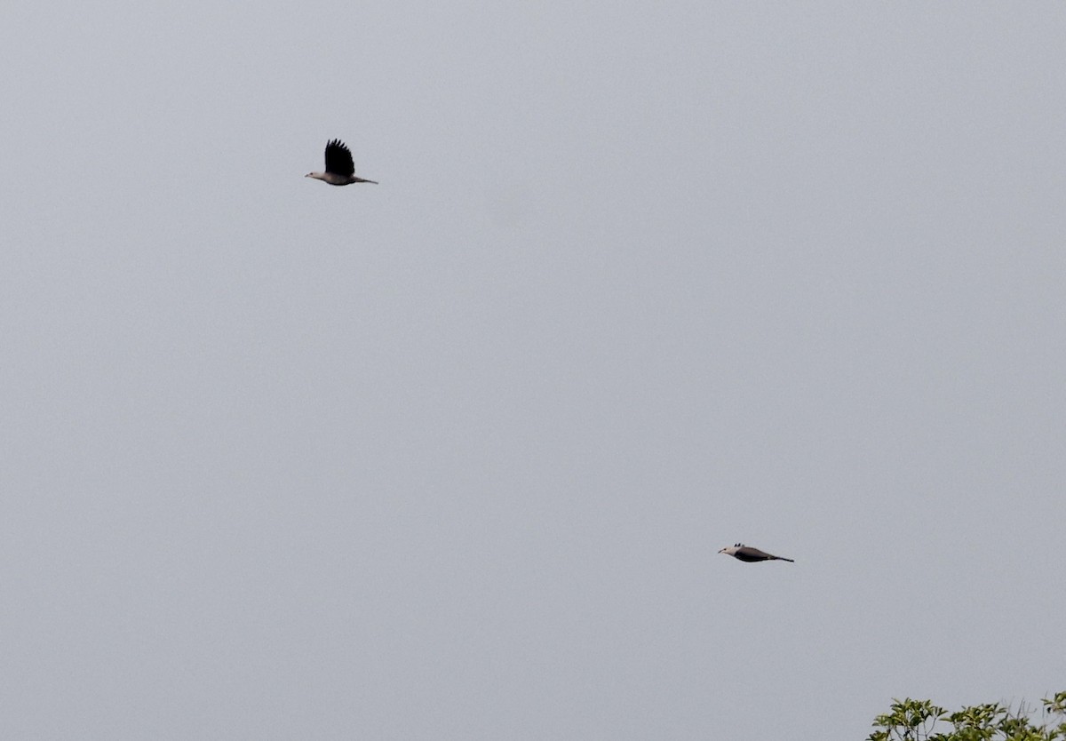 Malabar Imperial-Pigeon - ML634742369
