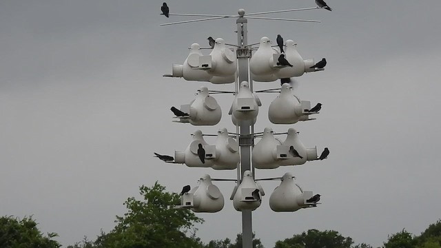Purple Martin - ML634742454