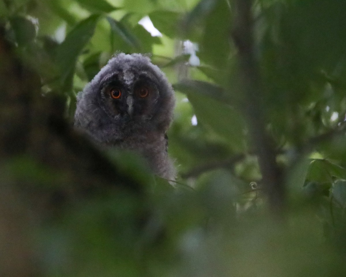 Long-eared Owl - ML634742477