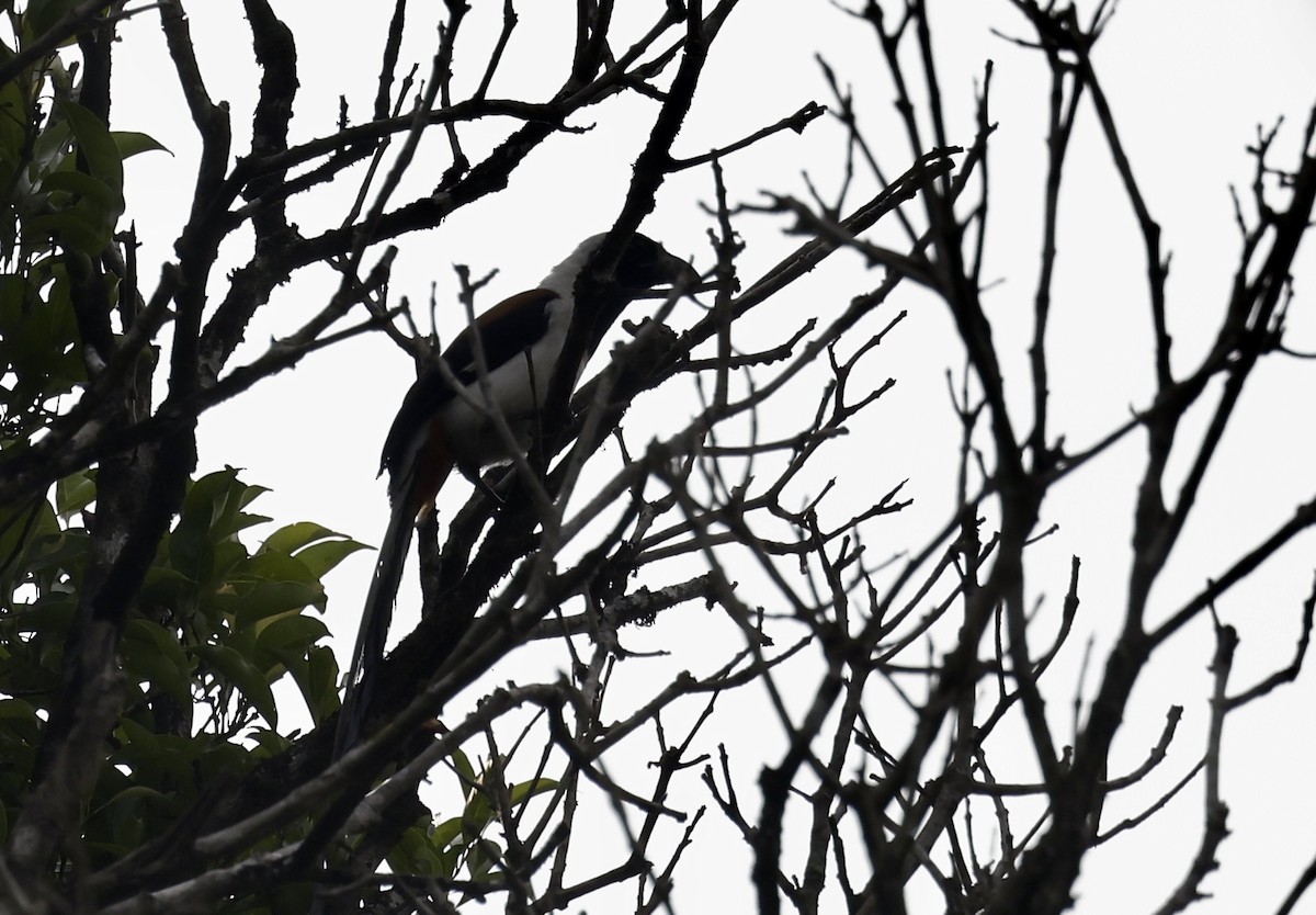 White-bellied Treepie - ML634742545