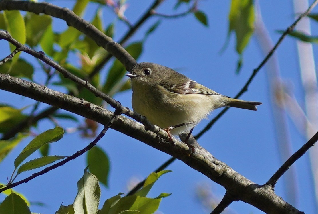 Ruby-crowned Kinglet - ML634742584