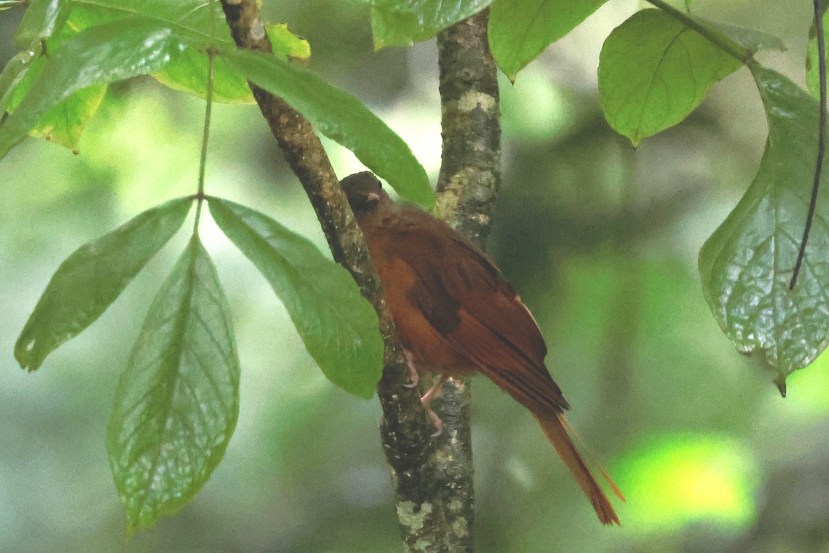 Red-tailed Ant-Thrush - ML634742589