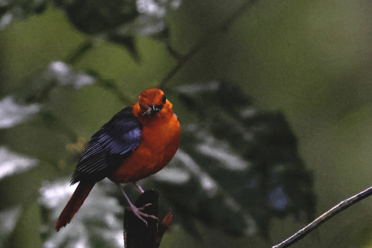Red-capped Robin-Chat - ML634742600