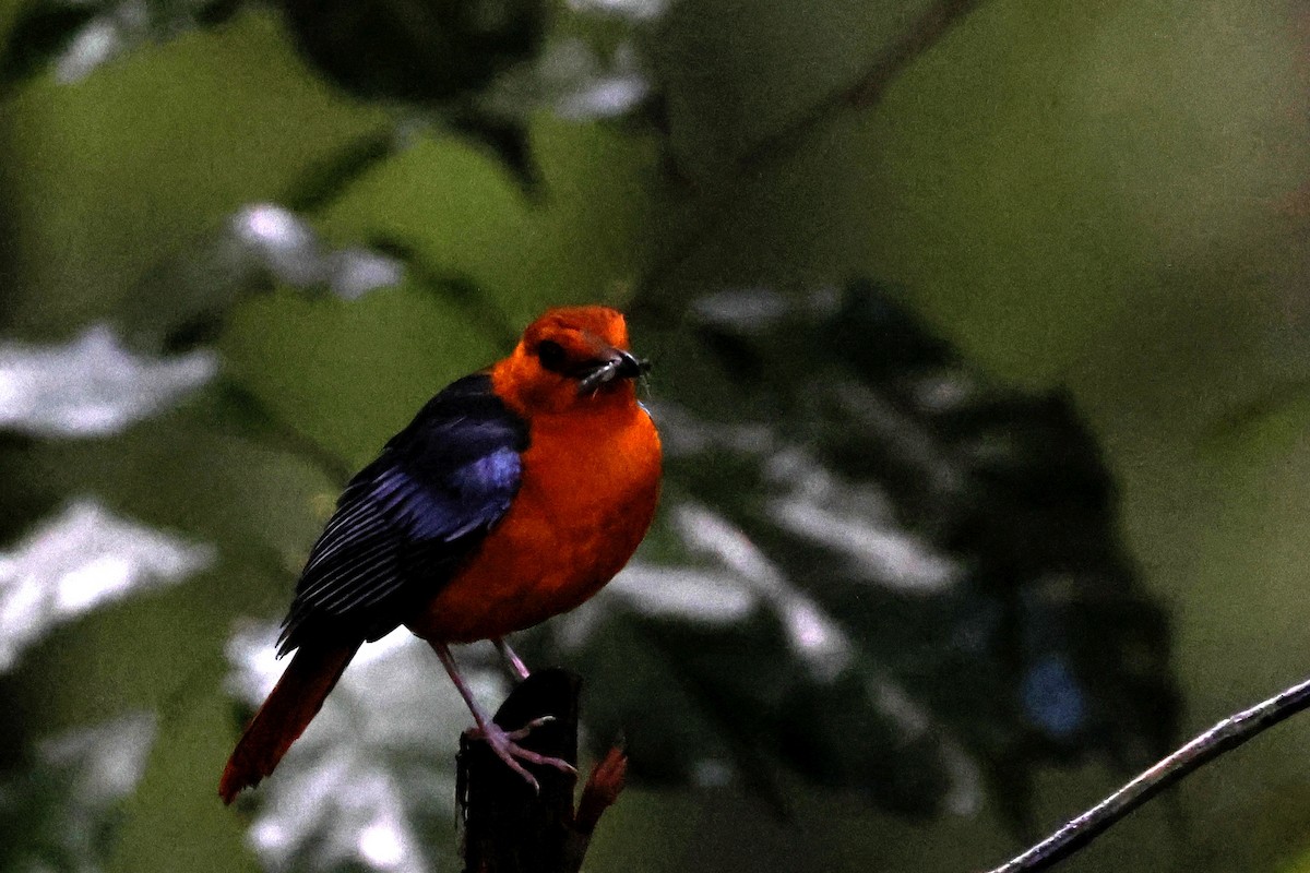 Red-capped Robin-Chat - ML634742601