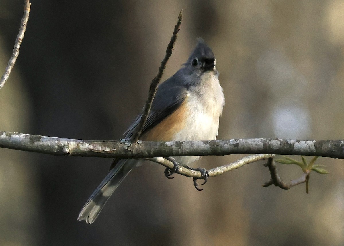 Tufted Titmouse - ML634742700