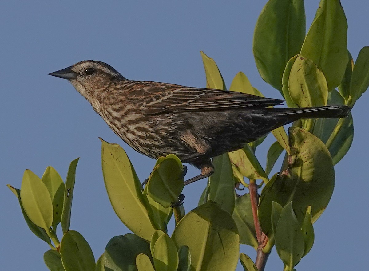 Red-winged Blackbird - ML634742779