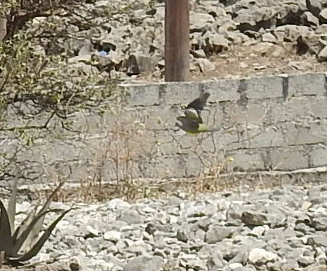 Bruce's Green-Pigeon - ML634742783