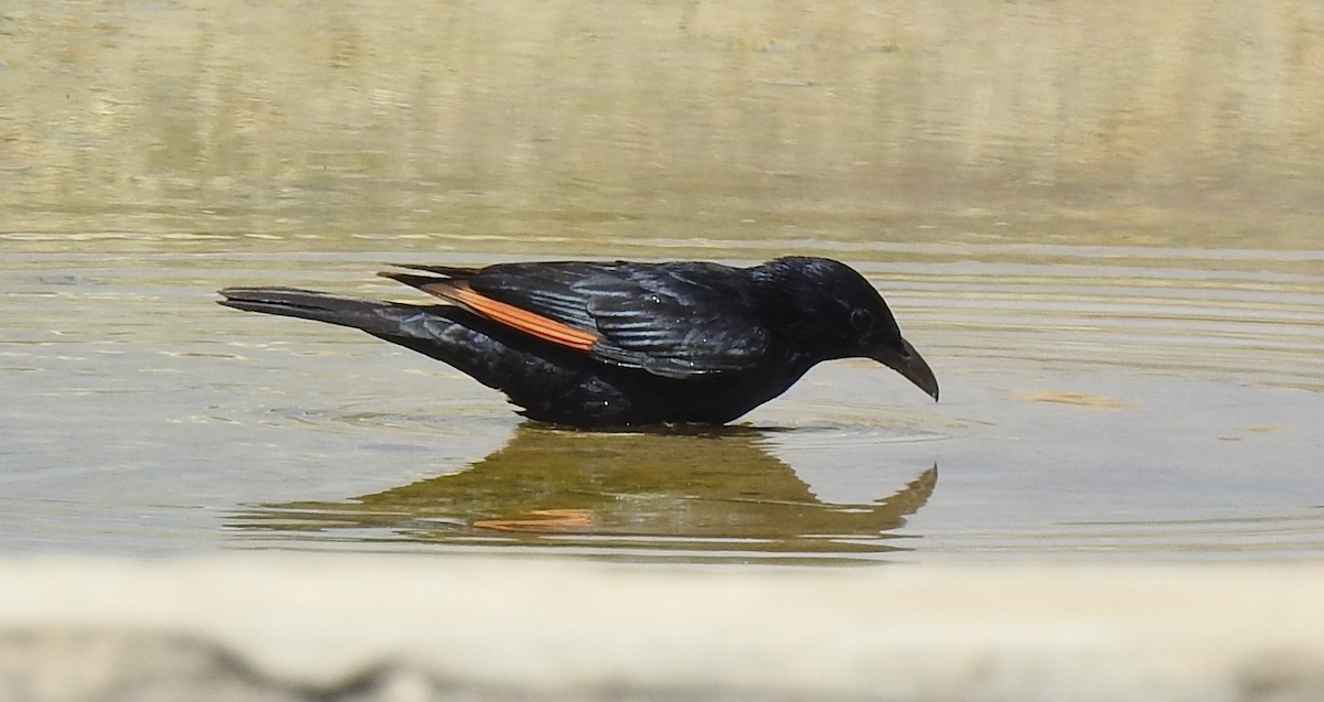Tristram's Starling - ML634742817