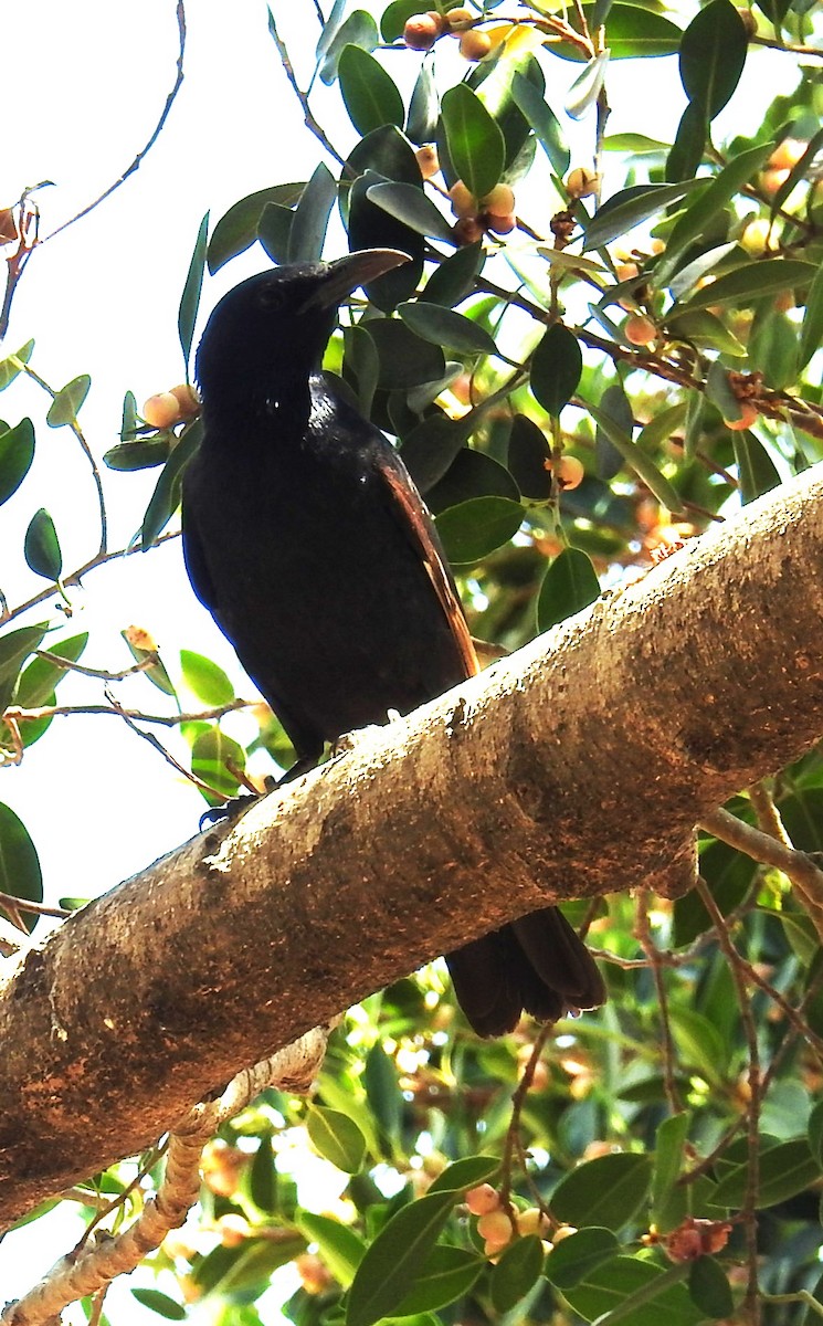 Tristram's Starling - ML634742818
