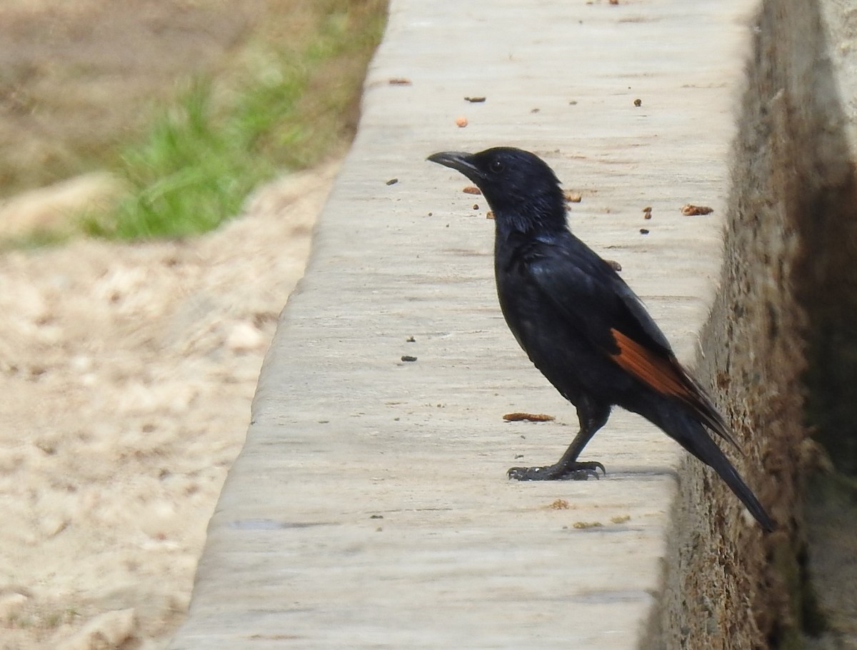 Tristram's Starling - ML634742819