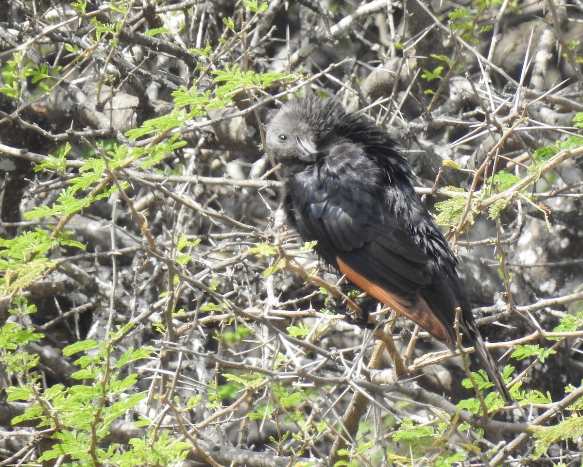 Tristram's Starling - ML634742820