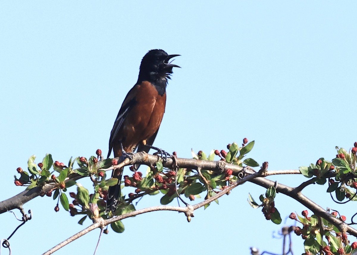 Orchard Oriole - ML634742903
