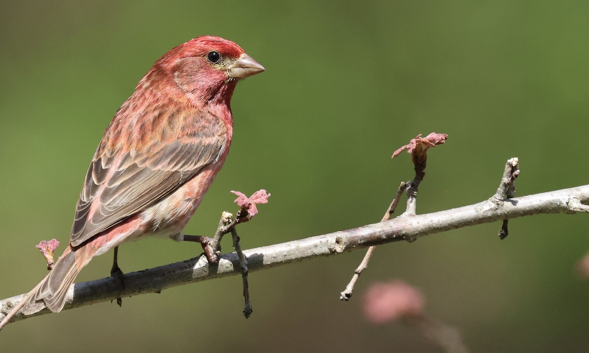 Purple Finch - ML634743001