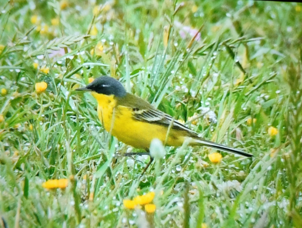 Western Yellow Wagtail (thunbergi) - ML634743042