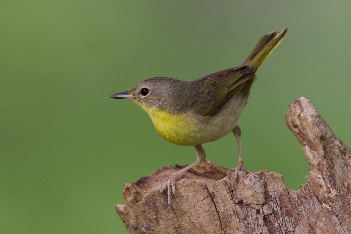 Common Yellowthroat - ML634743082