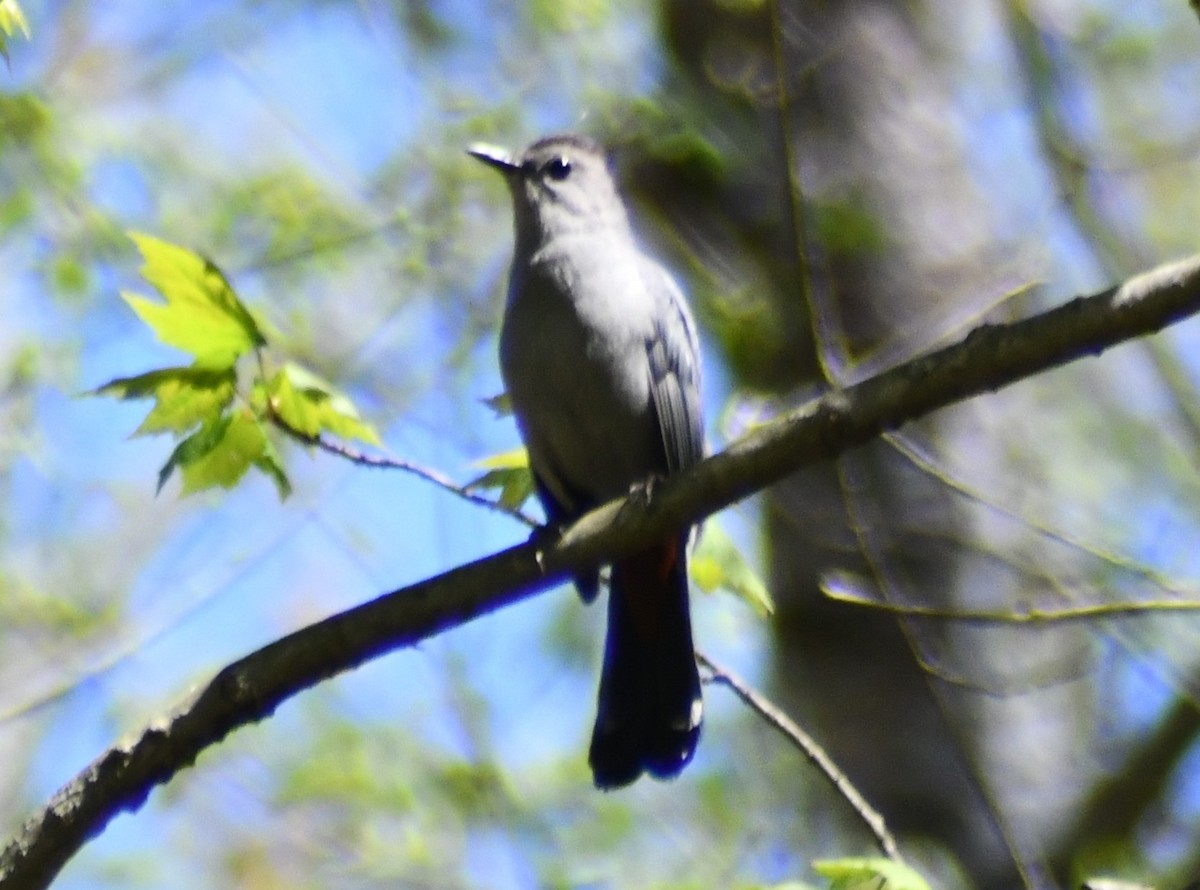 Gray Catbird - ML634743083