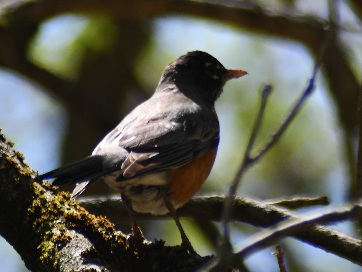 American Robin - ML634743102